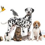 Keeping Residents' Pets Safe During Apartment Interior Renovations Hero Image