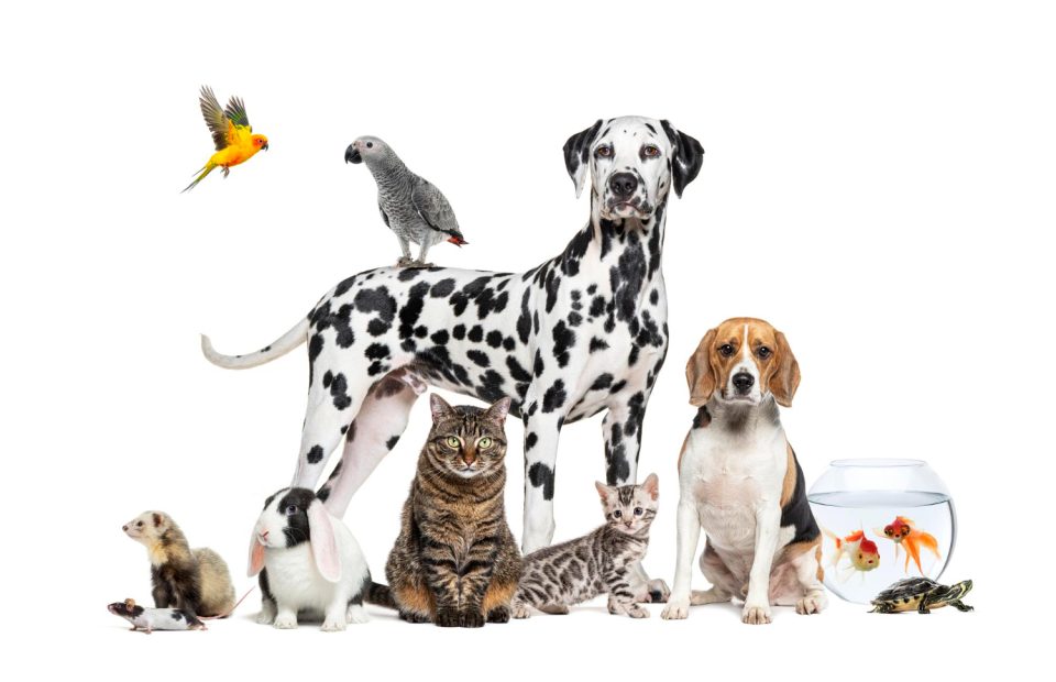 Keeping Residents' Pets Safe During Apartment Interior Renovations Hero Image