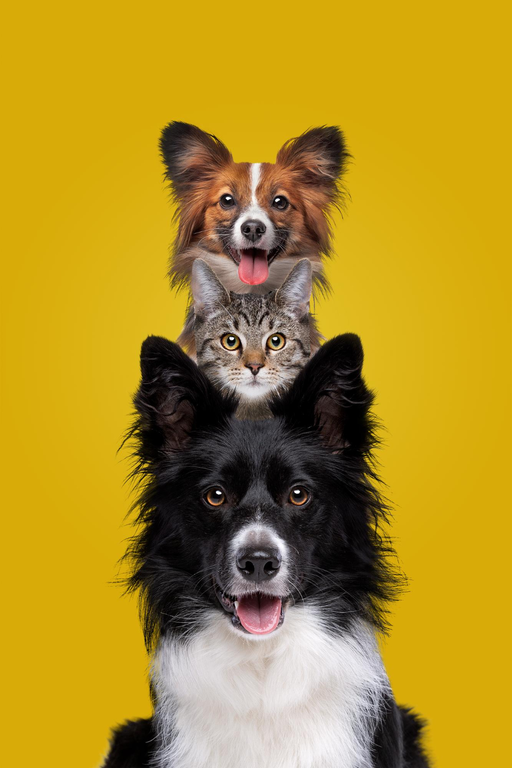 Keeping Residents' Pets Safe During Apartment Interior Renovations
