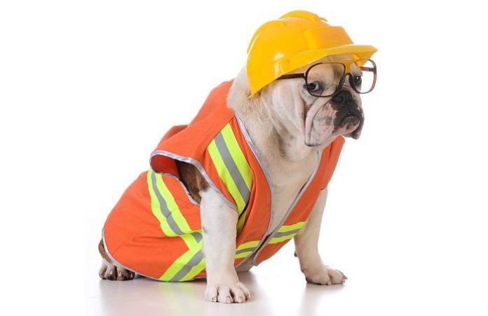Dog In Construction Hat